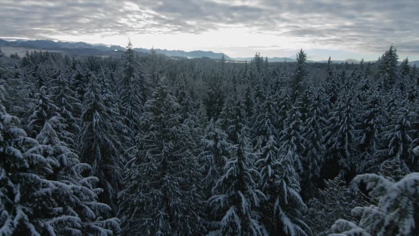 Snow covered trees sit under a cloudy sky