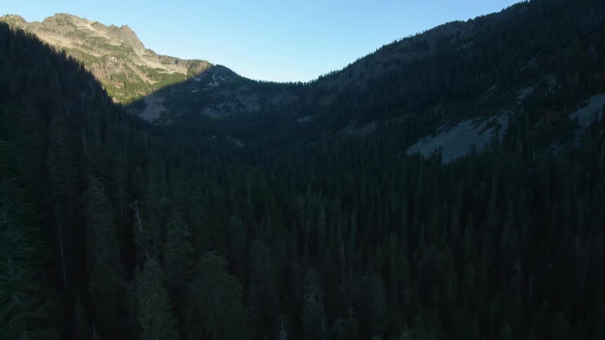 A drone is flying over trees
