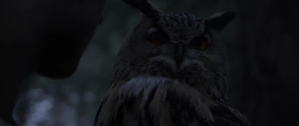 An owl is being held by a person