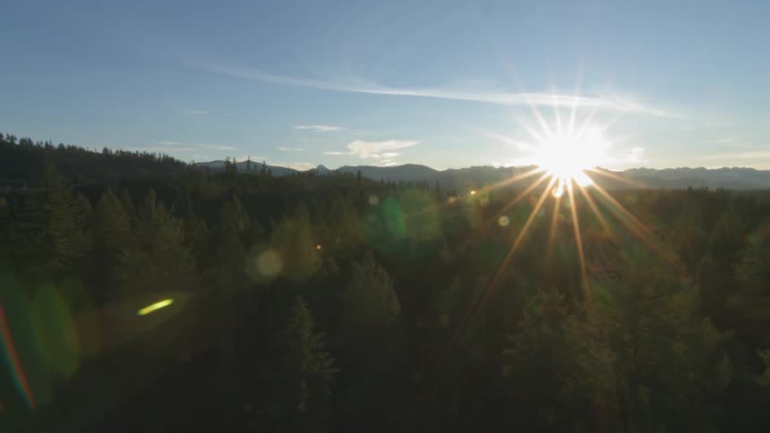 The sun shines on a forest