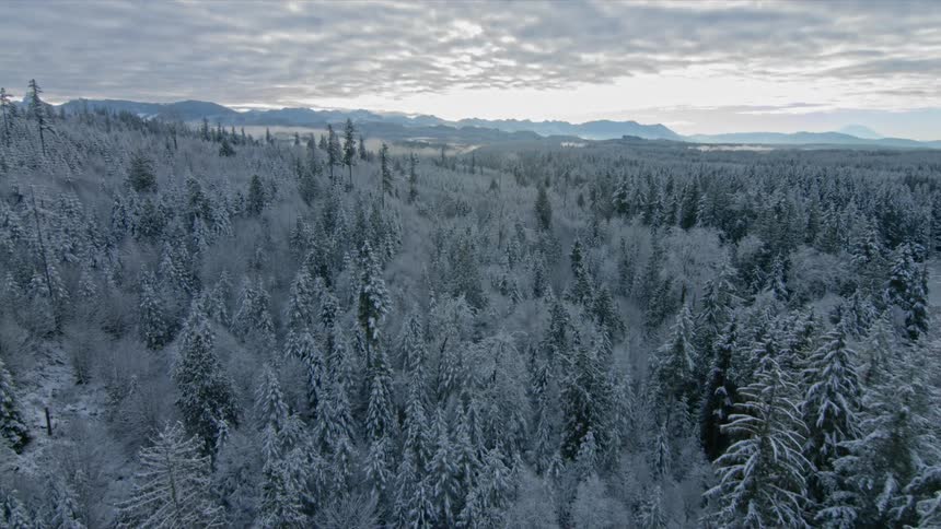 Snow covered pine trees are filmed by a drone