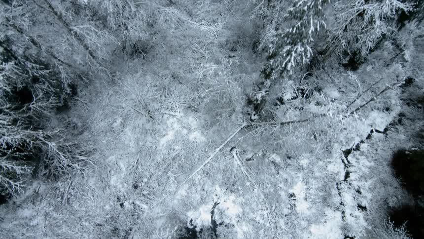 A drone is filming pine trees covered in snow