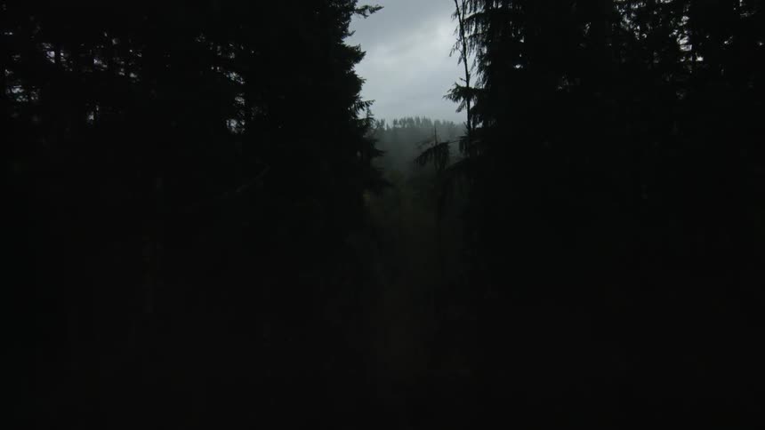 Tall trees tower in the forest