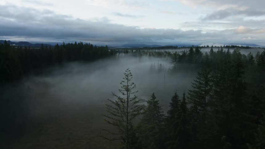 A foggy forest