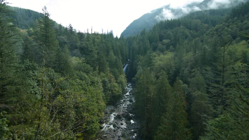 Numerous trees surround a narrow creek