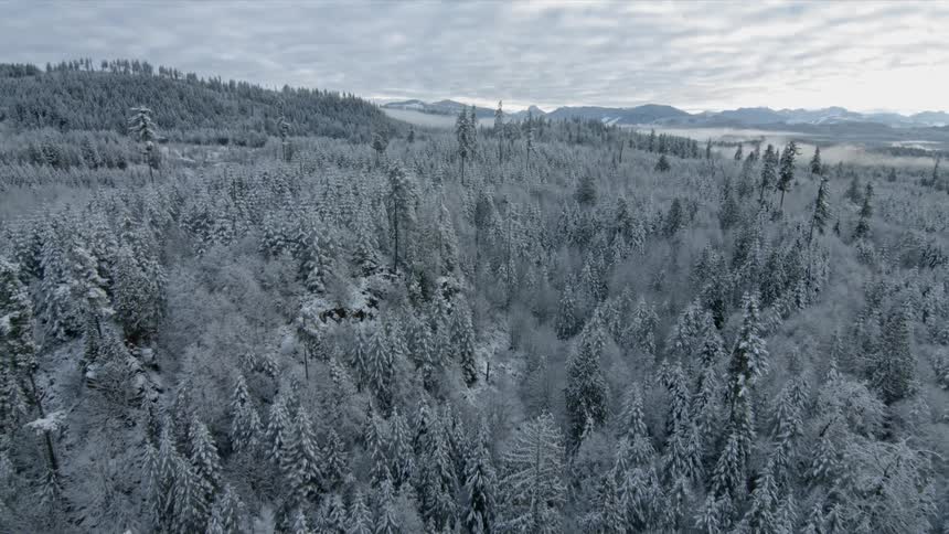 An ice covered forest