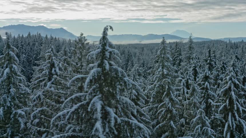 A drone is filming snow covered trees