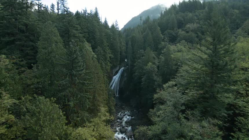 A river through a forest