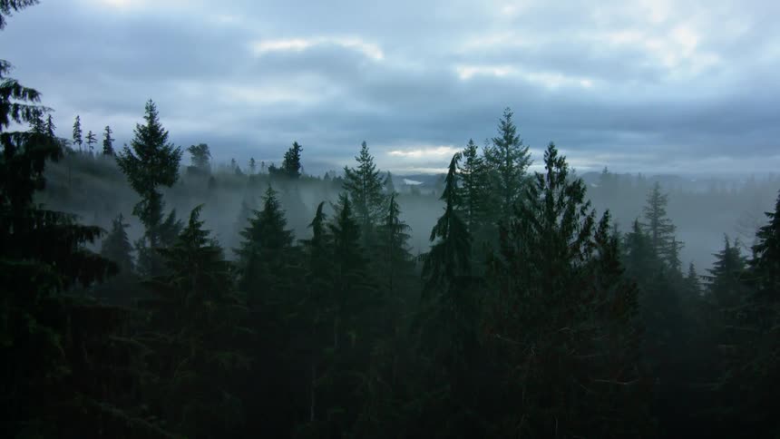 Tall trees tower in the forest