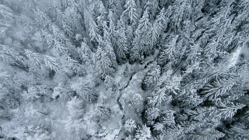 Ice crusted trees in a forest