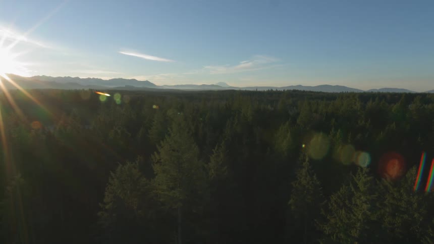 The sun is casting bright rays over a forest