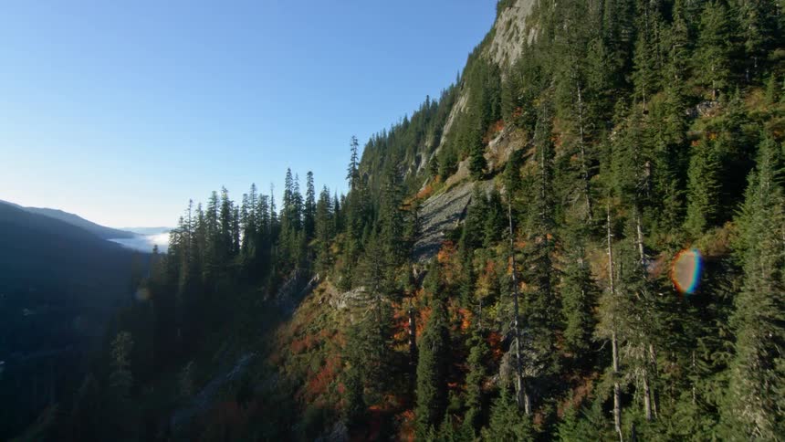 Trees stand tall on a mountain side under a blue sky