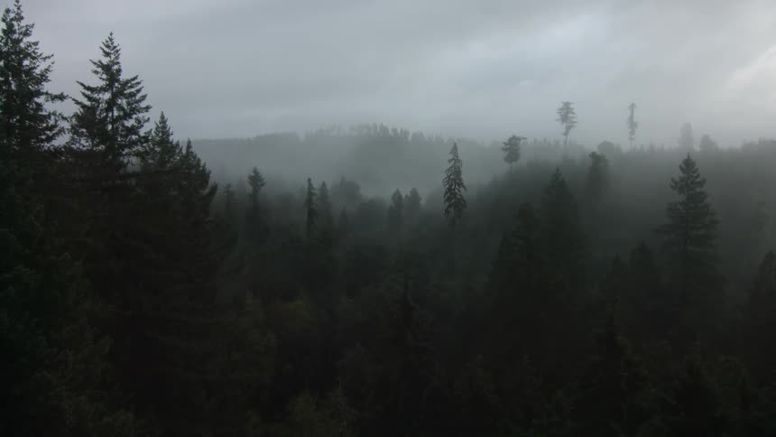 A foggy forest