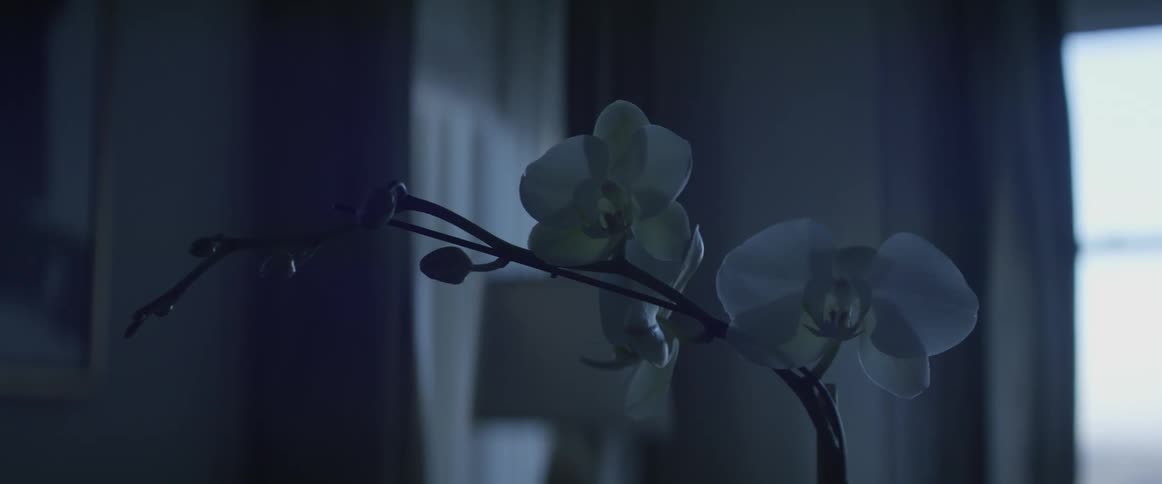 Orchids sit in a vase in an empty room during the day