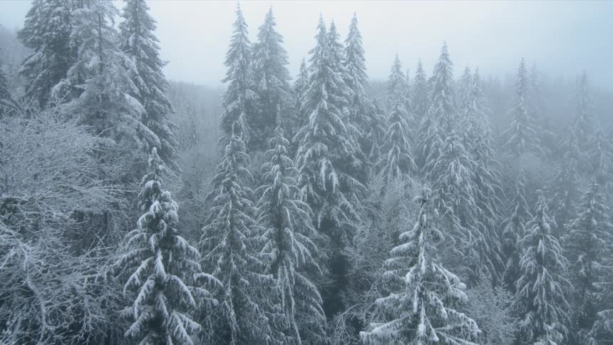 A heavily snow covered forest is filmed from a drone