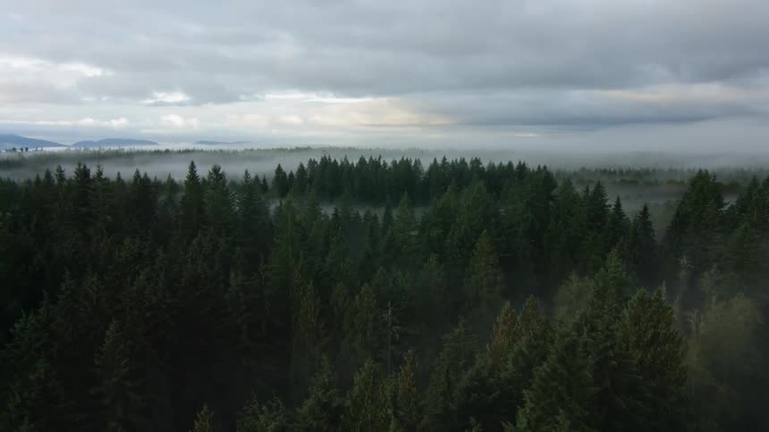 Fog hangs in the forest between tall trees