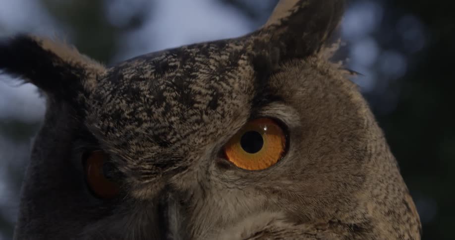 Owl turns head and squawks