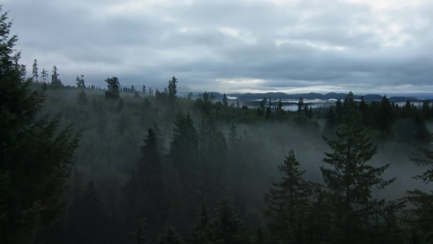 A misty forest on a cloudy day