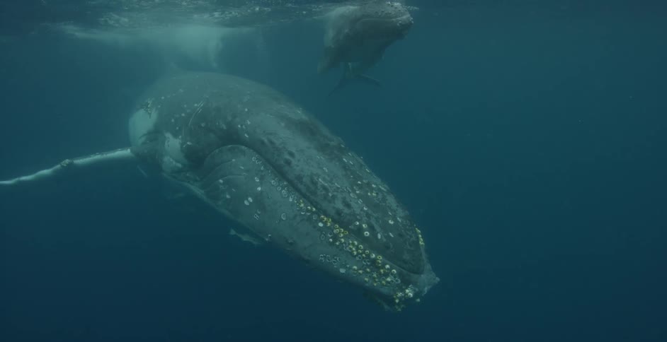 A couple of whales are swimming in the ocean