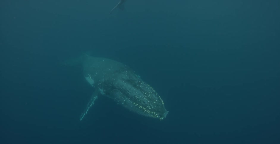 A large whale swims through the dark waters