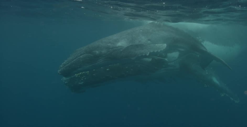 Whales swimming in the ocean