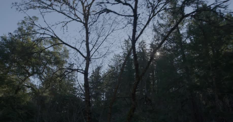 View of a forest with a sun peaking through
