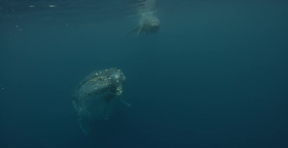 Whales floating underwater with bubble surrounding them