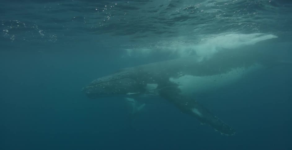 A whale surfacing for a breath