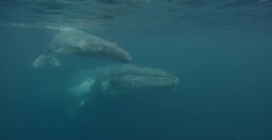 Two whales swim just below the surface