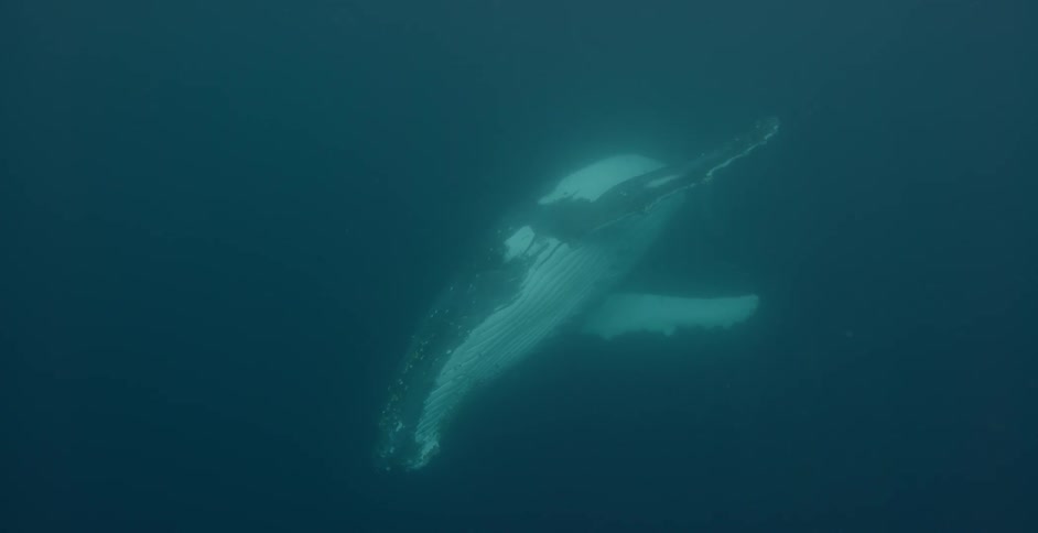 A whale floats in the water