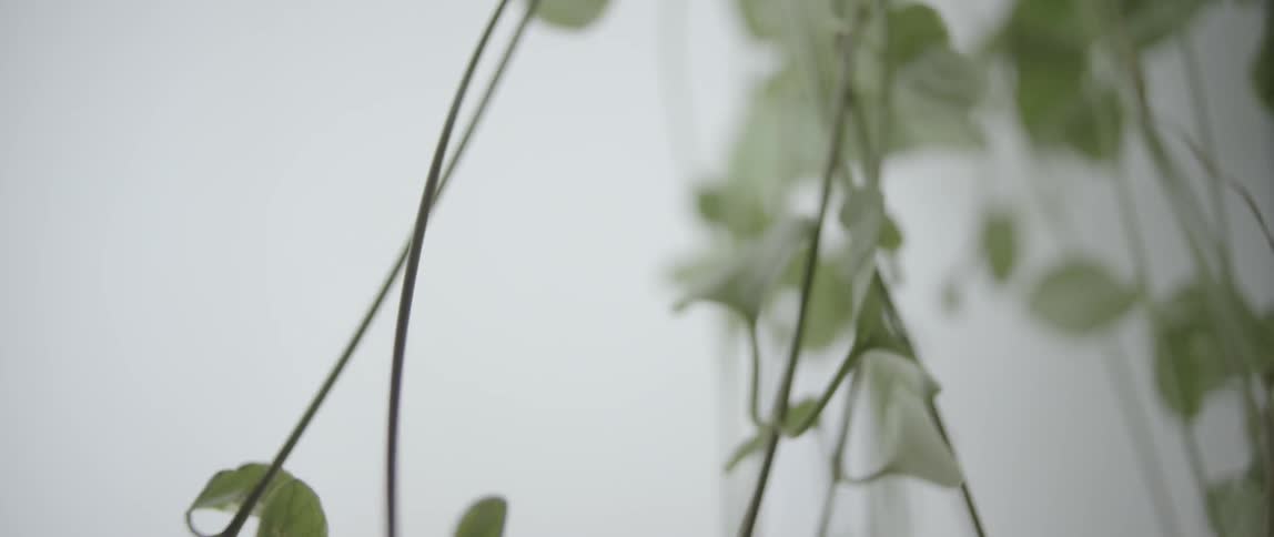 Leafy vines hanging from something