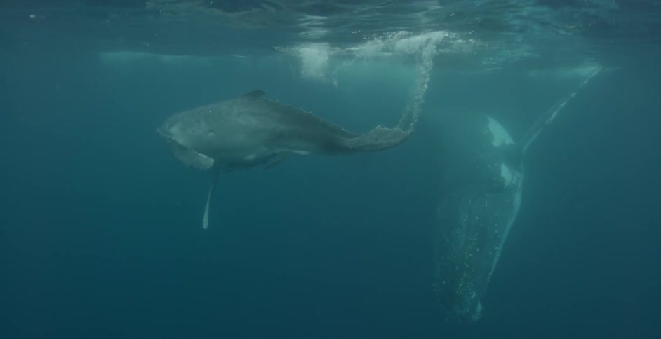 Two whales surfacing
