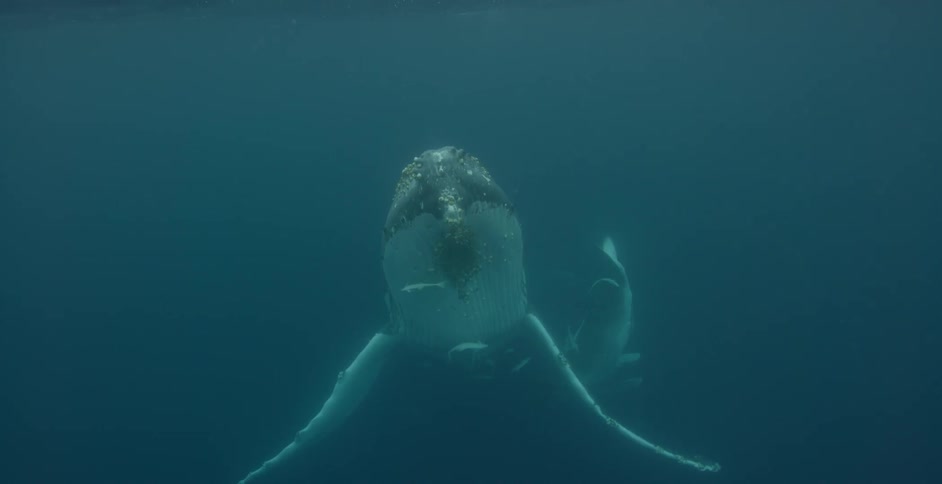 A whale and her calf are swimming in the ocean during the day
