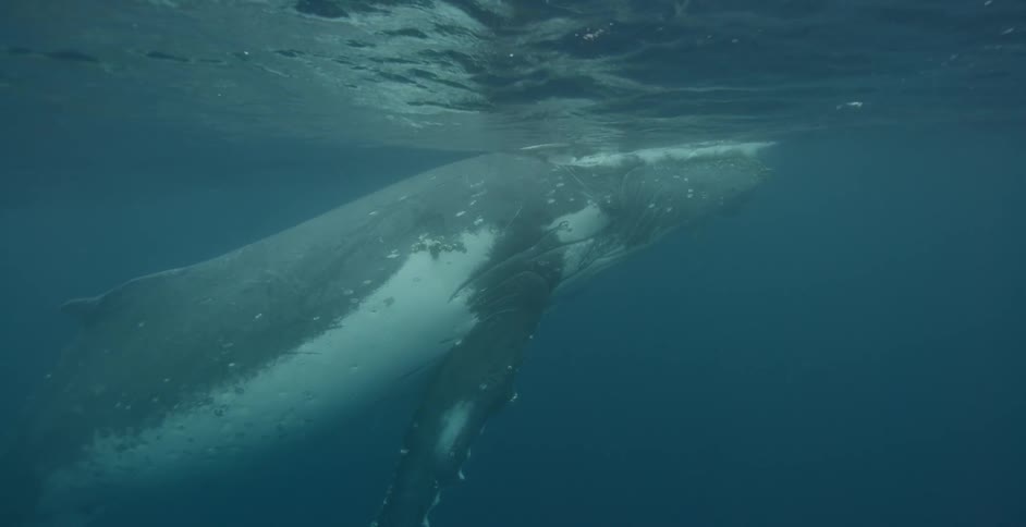 Large whale floats under the water's surface