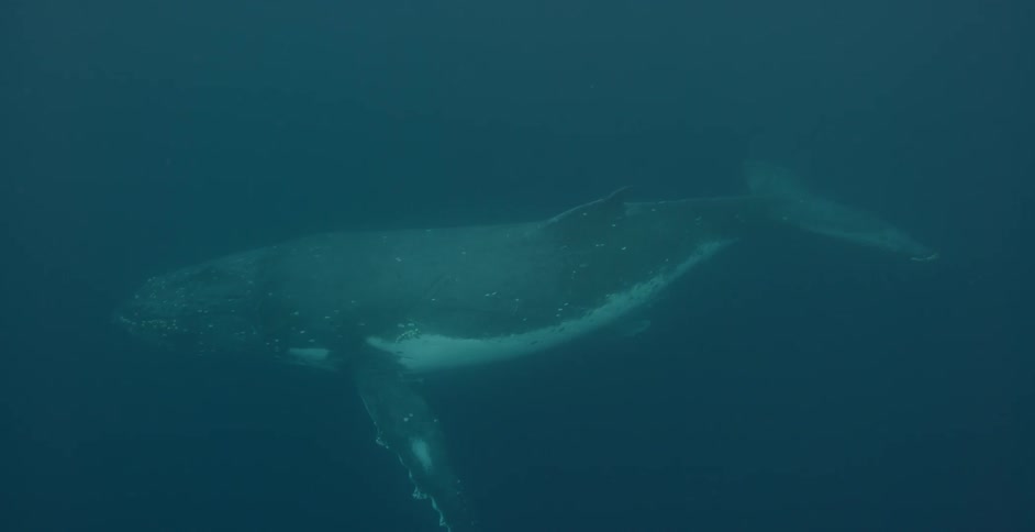 A whale swimming