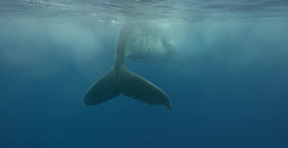 A large whale swims just below the surface