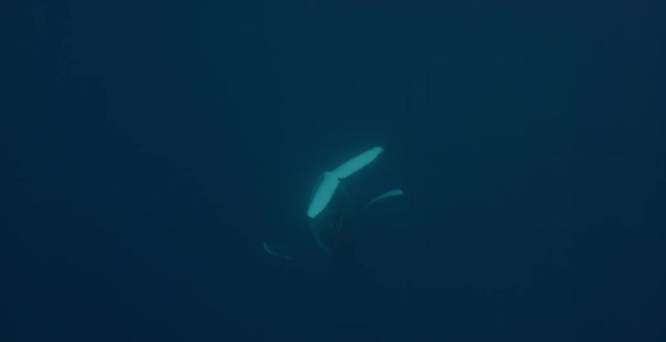 A whale is diving down from the ocean's surface