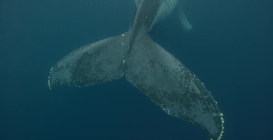 A whale's fin sways slightly underwater