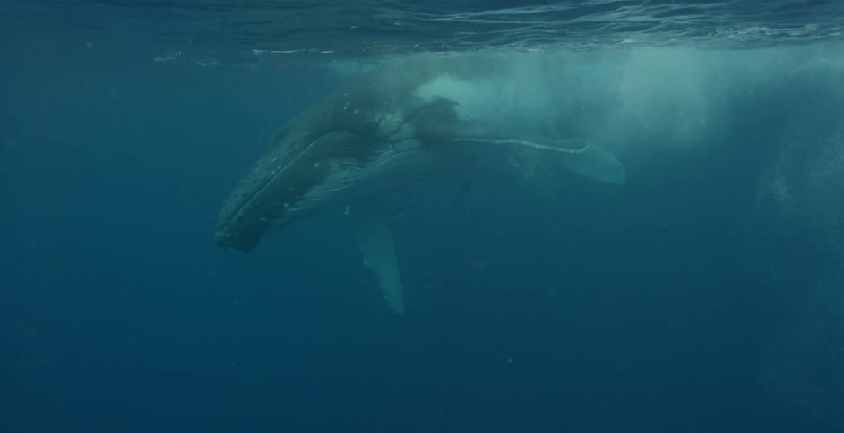 A whale turns and spins while swimming