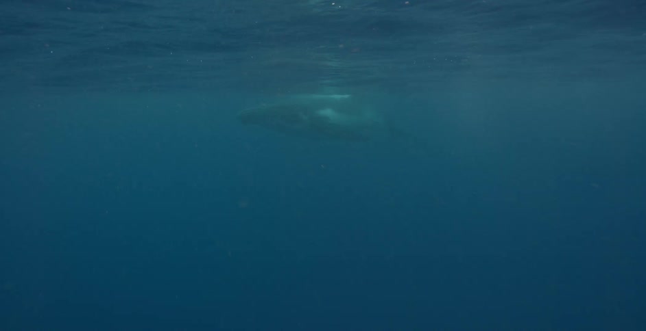 A whale swims just below the surface