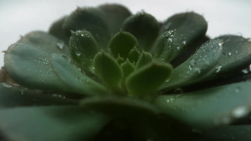 Water drips down onto a plant