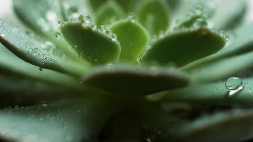 Water falling onto a succulent plant