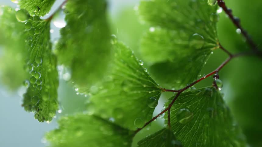 Water is being sprayed on the plant