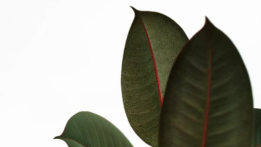 Three green leaves each with a pointy tip