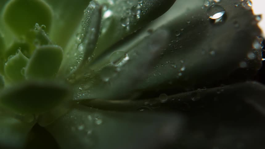 The small yellow flower is covered with water