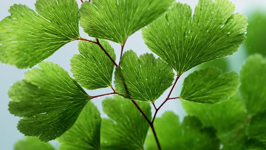 Plants are misted with water