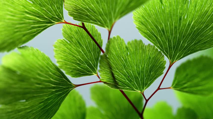 A plant with green leaves growing on red brown stems
