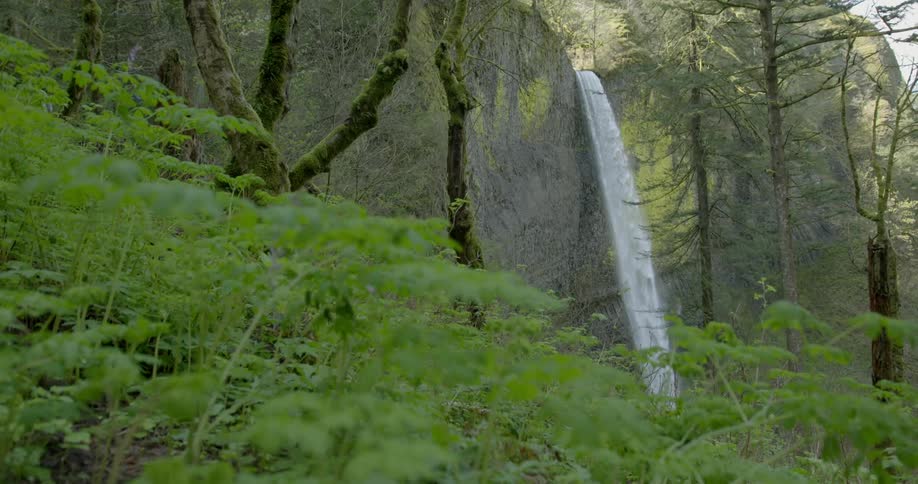 A tall streaming waterfall seen through a mossy forest