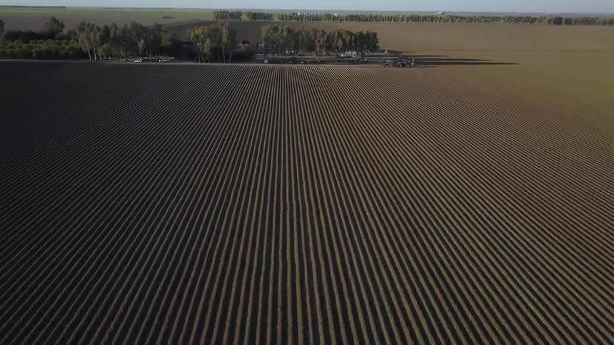 Rows in a large field sit under a blue sky