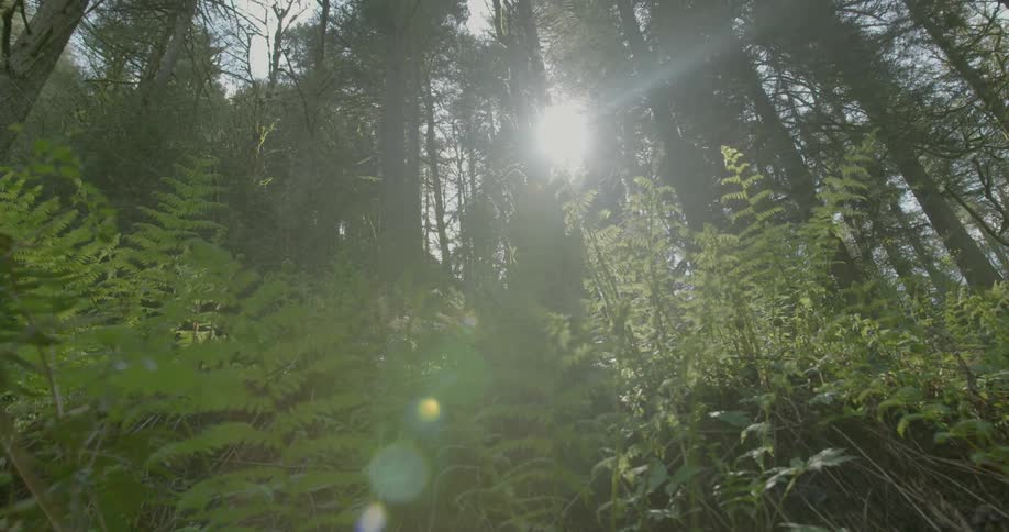 Sun peeking through tall trees